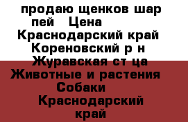 продаю щенков шар пей › Цена ­ 4 000 - Краснодарский край, Кореновский р-н, Журавская ст-ца Животные и растения » Собаки   . Краснодарский край